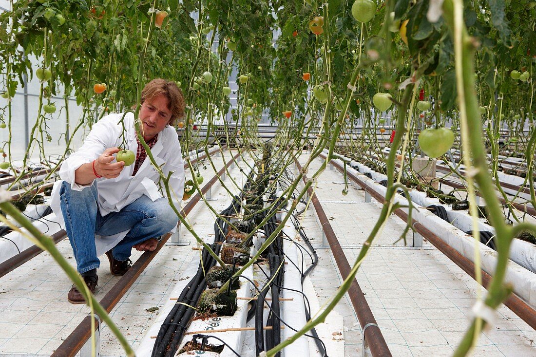 Tomaten werden in einem Gewächshaus geprüft