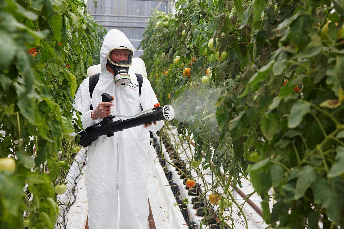 Tomatoes being sprayed with pesticide