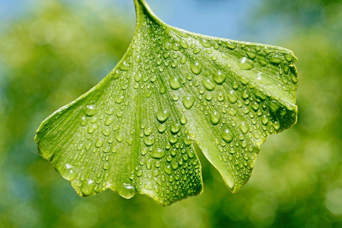 Ginkgo-Blatt