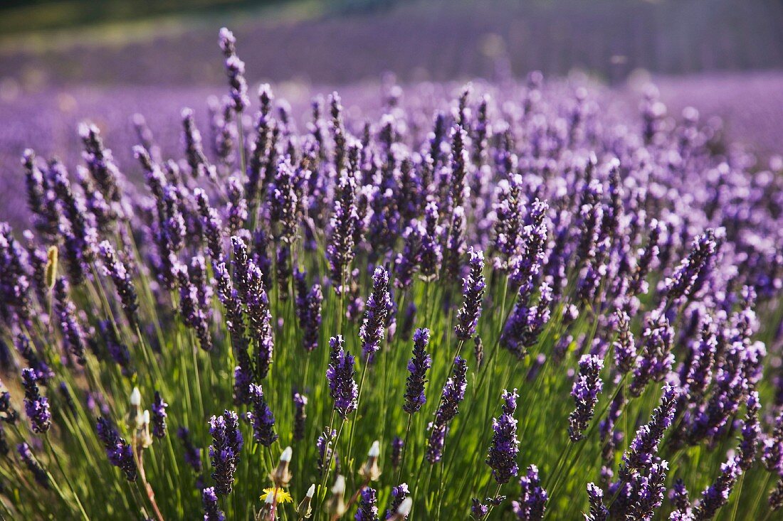 Lavender field, Provence, France