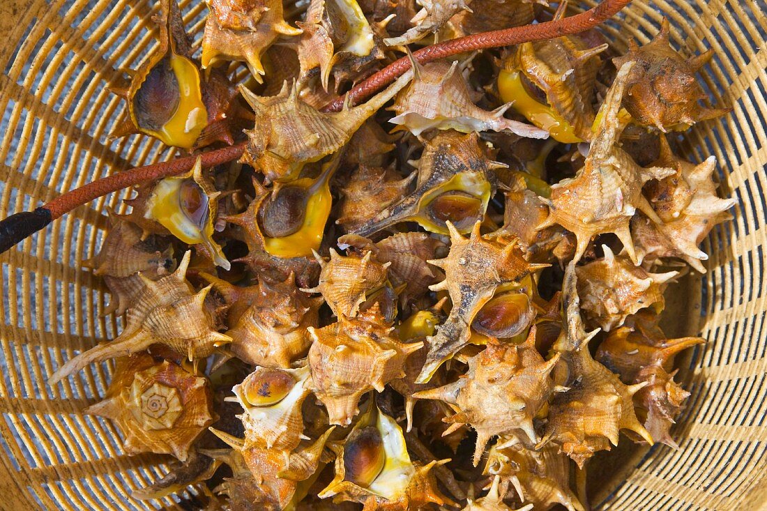 Sea snails, Cadiz, Andalusia, Spain