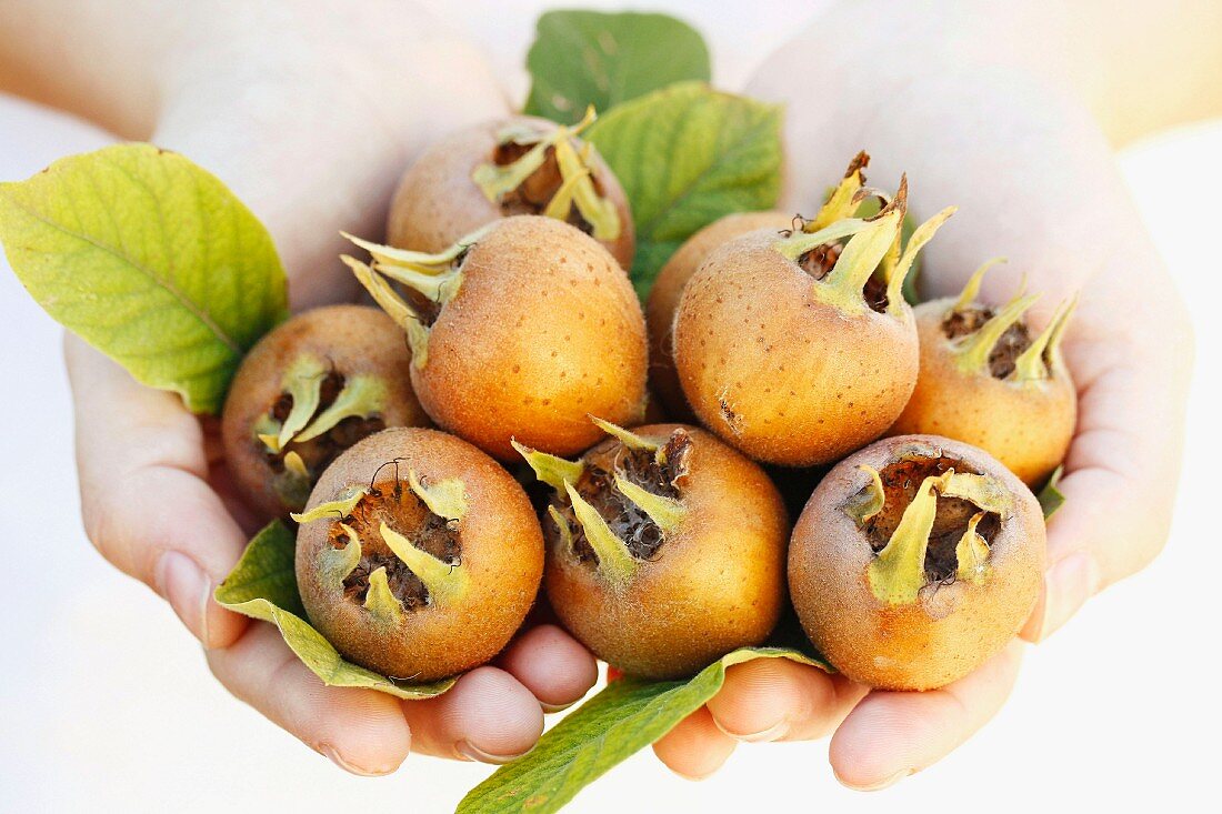 Medlars in someone's hands