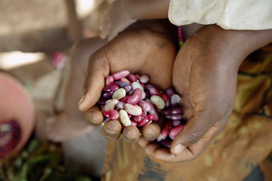 Cupped hands full of mixed beans (Africa)