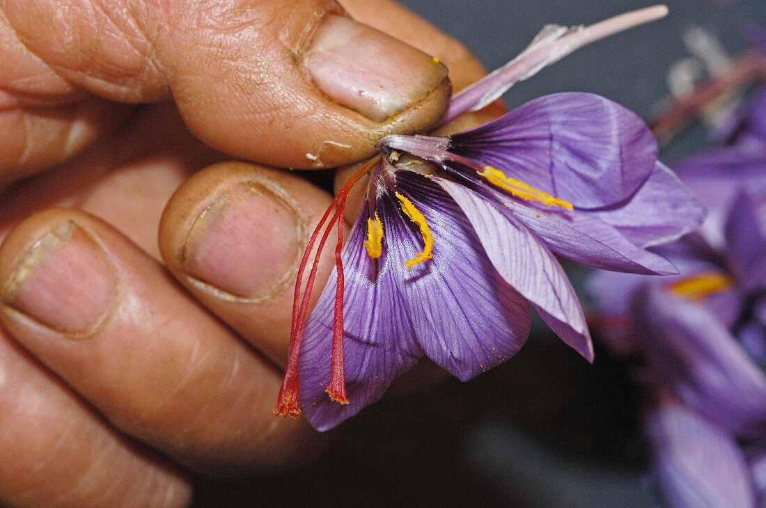 Remove saffron stigmas, Villafranca de los Caballeros, Toledo, Castilla-La Mancha, Spain