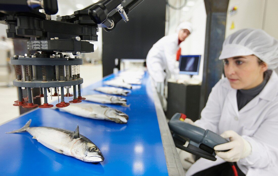 Mackerel being automatically classified by robot