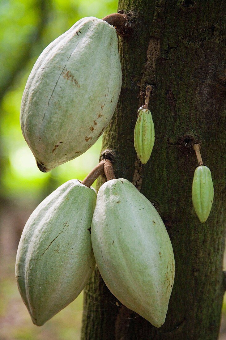 Kakaofrucht am Baum, Mexiko