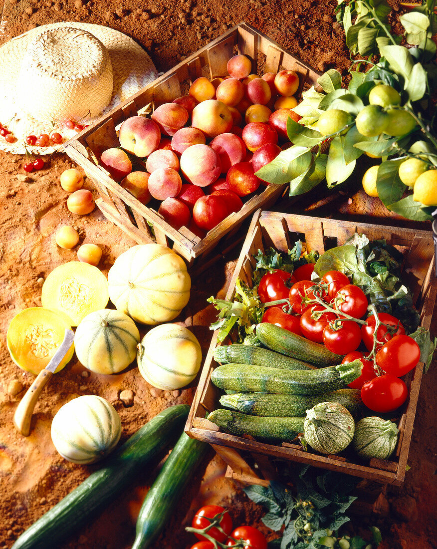 Frisch geerntetes Obst und Gemüse in Körben auf dem Feld (Pfirsiche, Aprikosen, Melonen, Zitronen, Tomaten, Zucchini, Gurken)