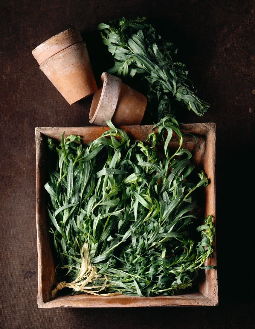 Tarragon