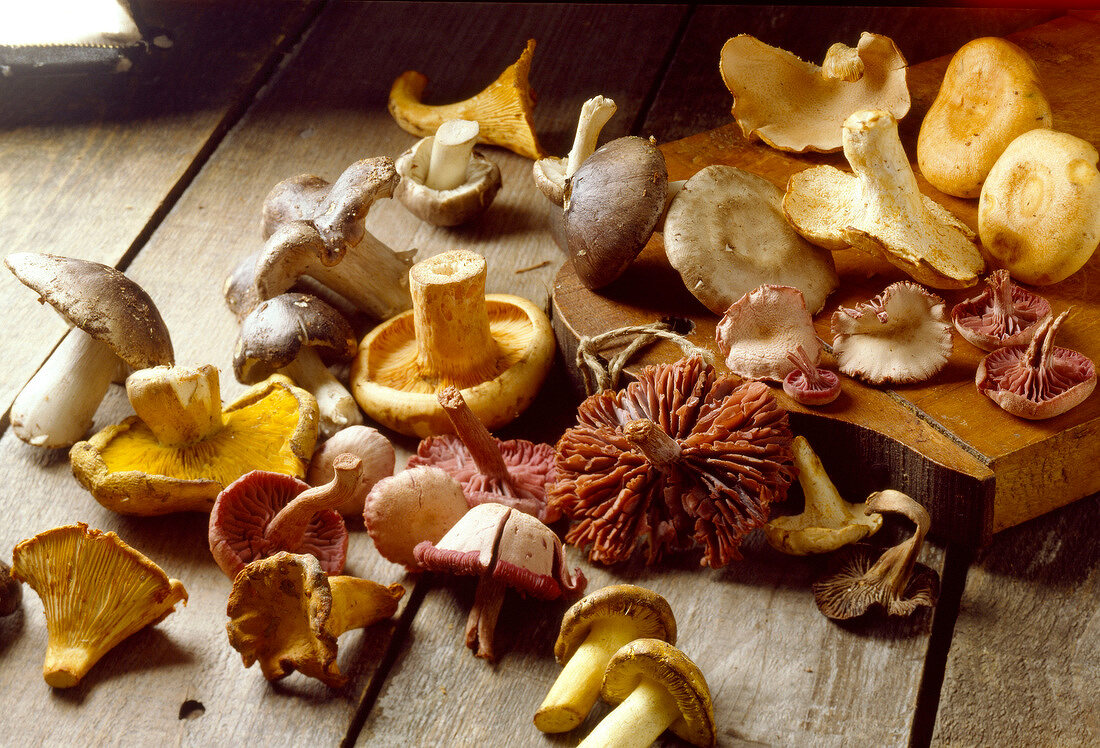 Verschiedene Pilze auf Holzuntergrund