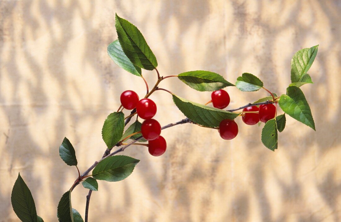 Cherries (topic: Lenôtre's gardens)