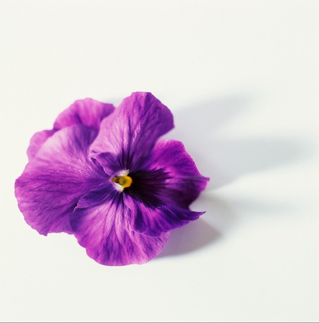 Violette Stiefmütterchenblüte