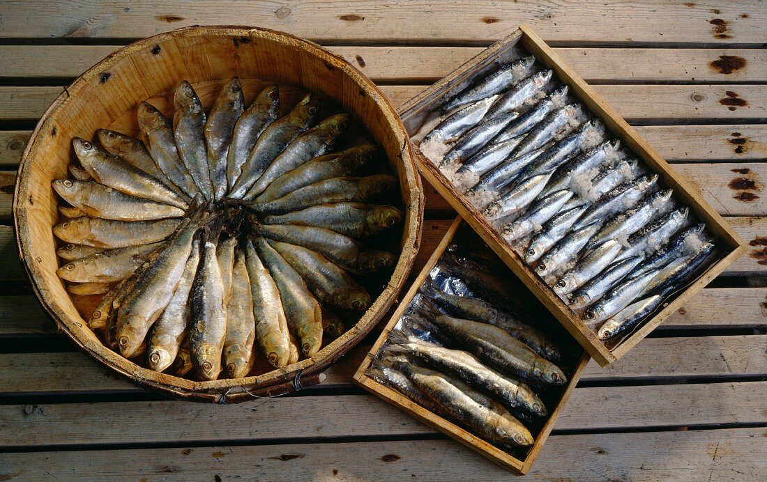 Saumure sardines and anchovies