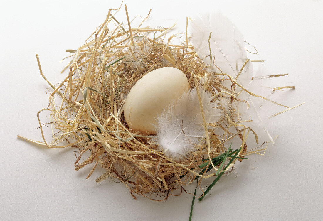 duck egg on straw with feather