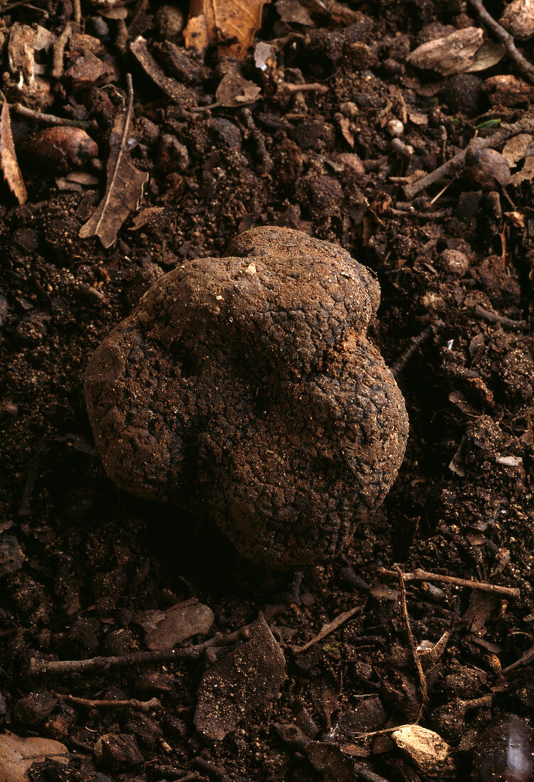 Truffle in the earth