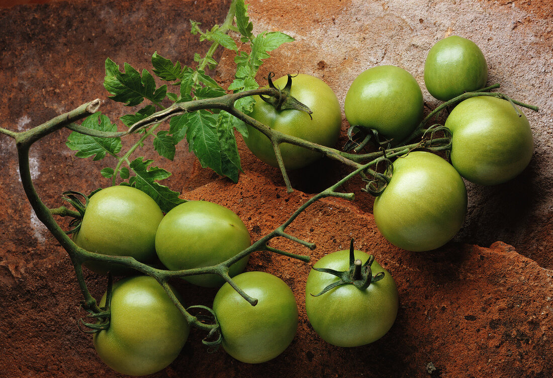 Grüne Tomaten an den Rispen