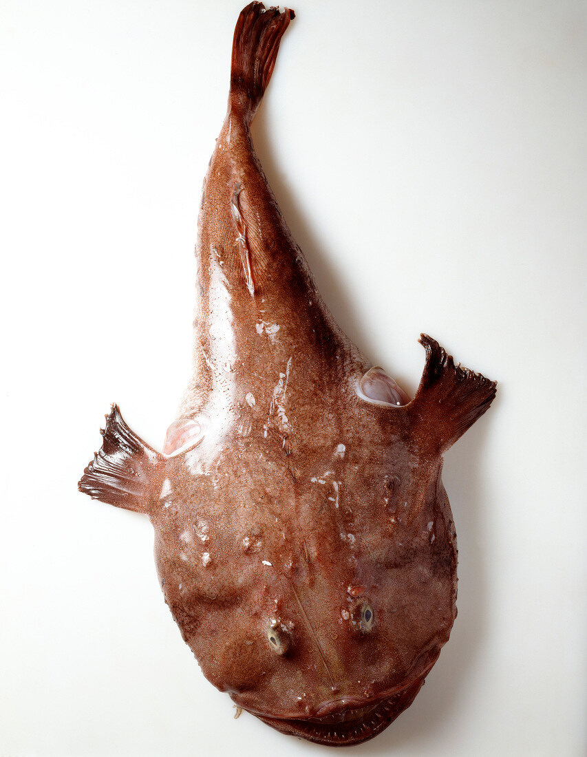 Raw monkfish