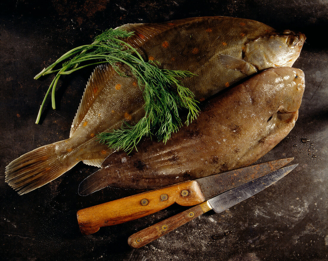 Two types of plaice