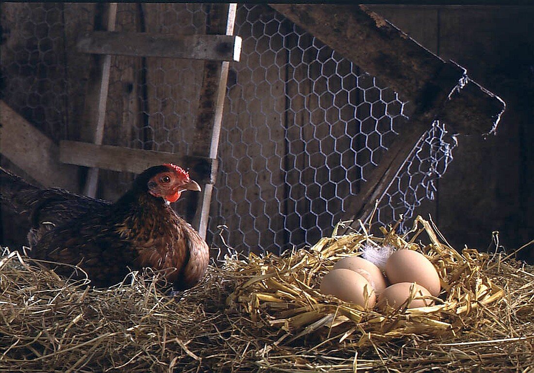 Hen with eggs in the straw