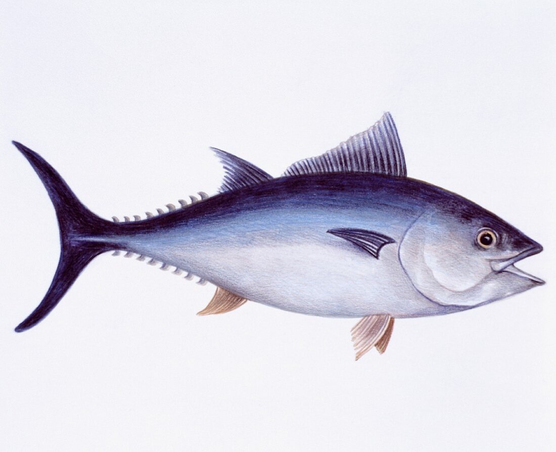 Tuna