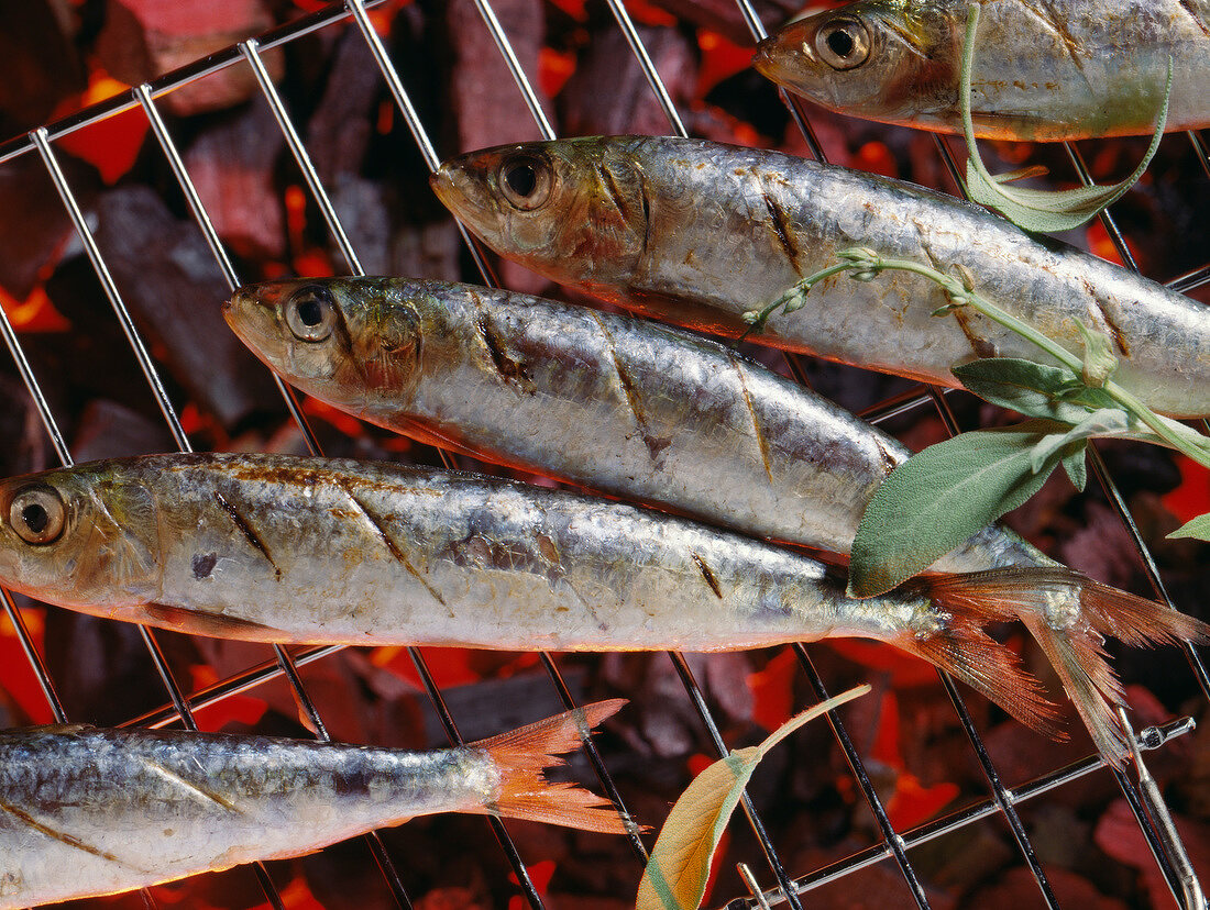 Grilled sardines