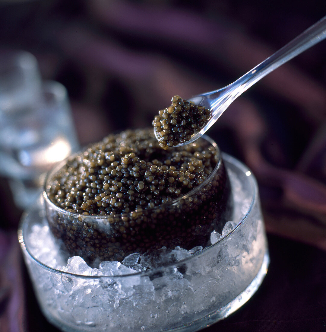 Ossietra-Kaviar auf Eis