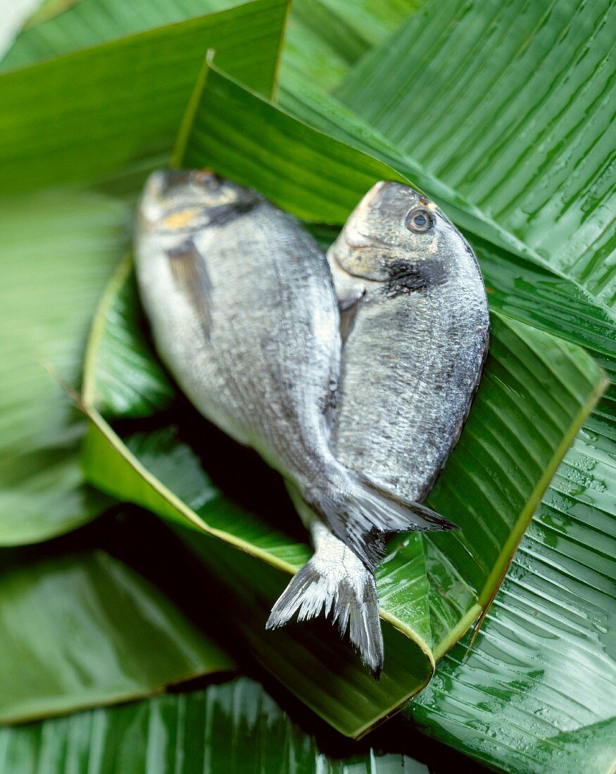 Sea bream in palm leaves