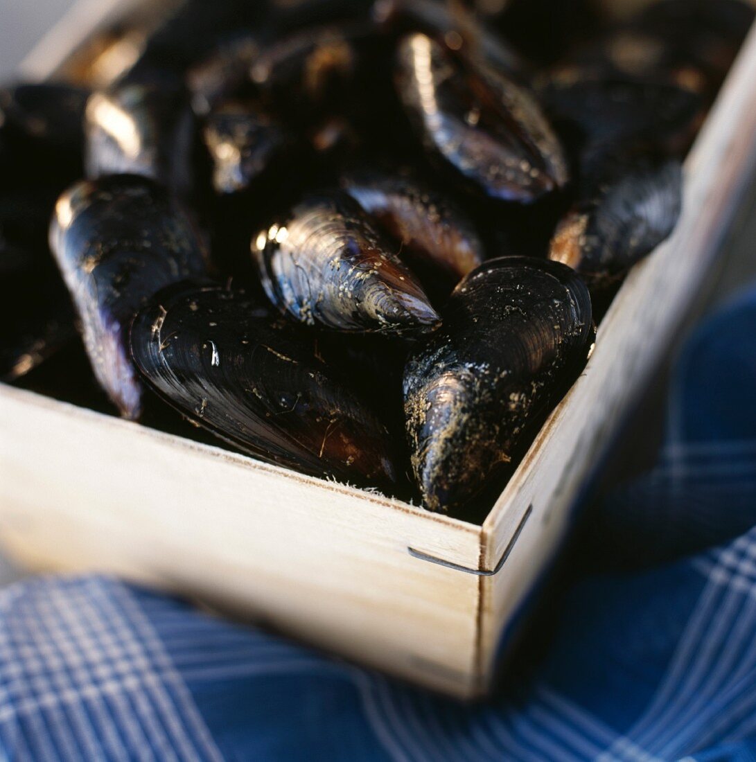 crate of fresh mussels