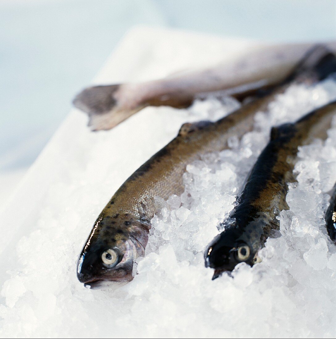 Trout in ice