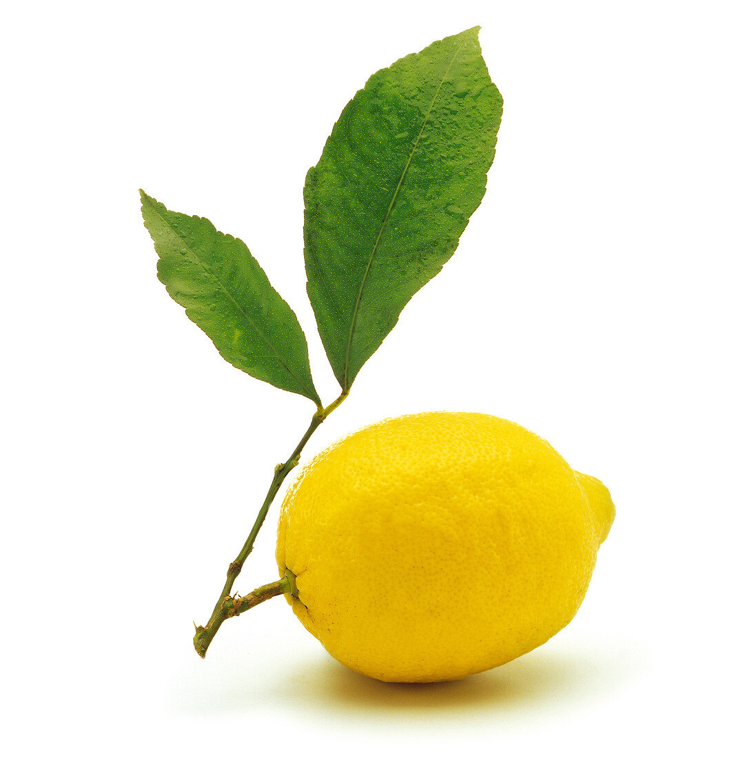 Eine Zitrone mit Blättern