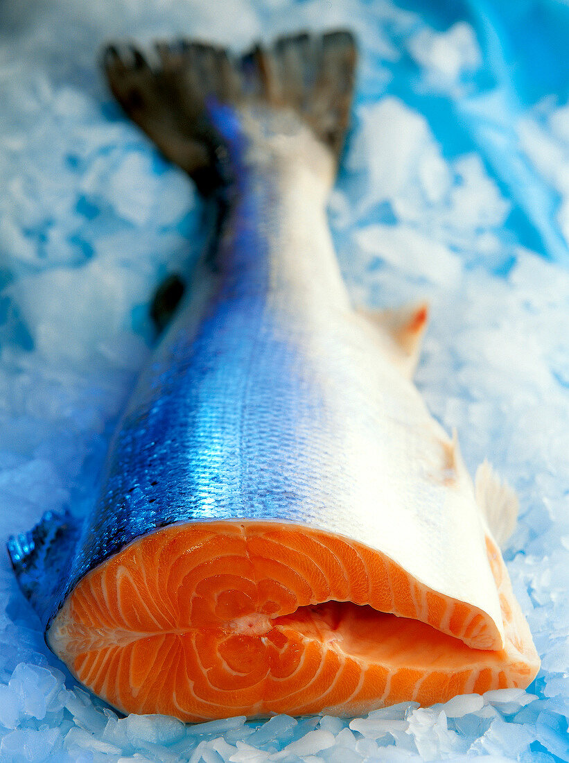 Ein halber, küchenfertiger Lachs mit Schwanzflosse auf Eis