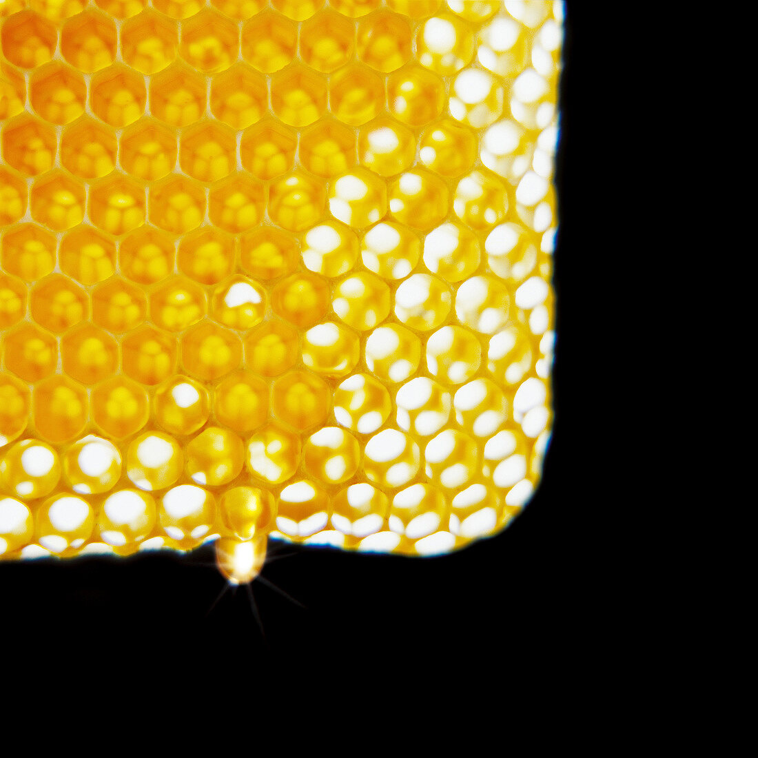 Gefüllte Honigwabe vor schwarzem Hintergrund