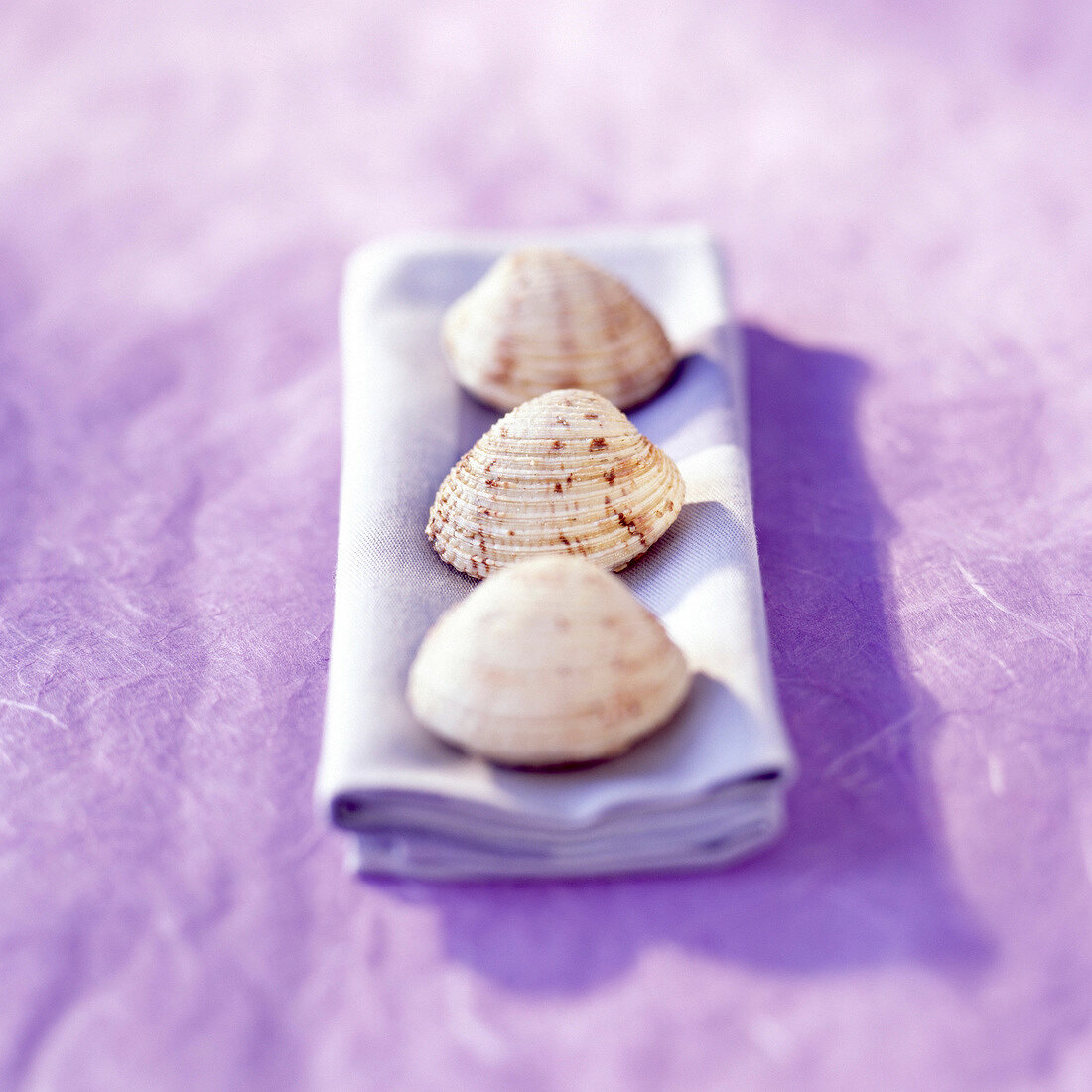 Drei Venusmuscheln mit Stoffserviertte auf violettem Untergrund