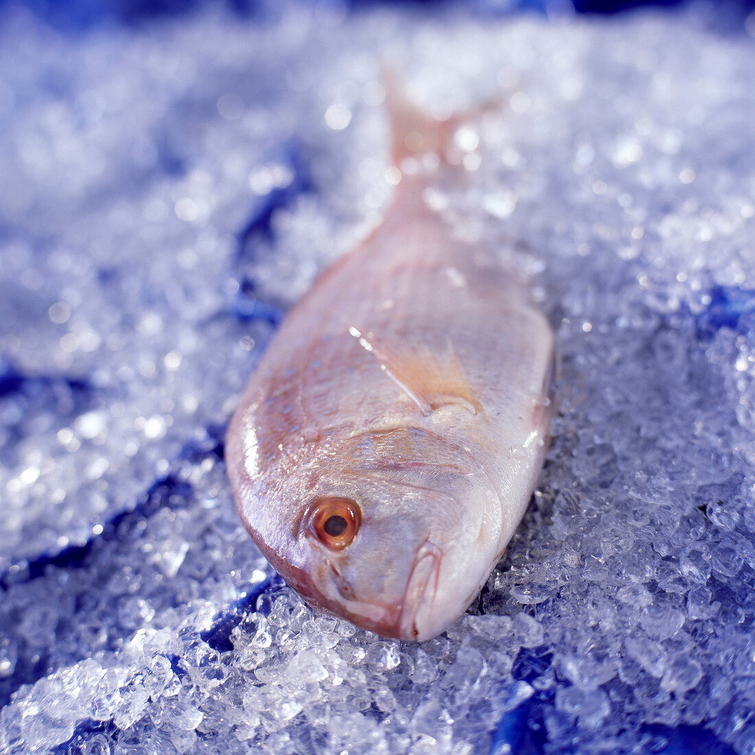 Pink sea bream