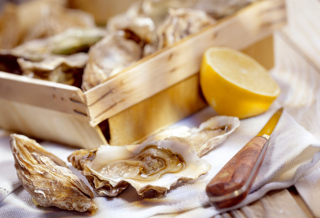 opening oysters