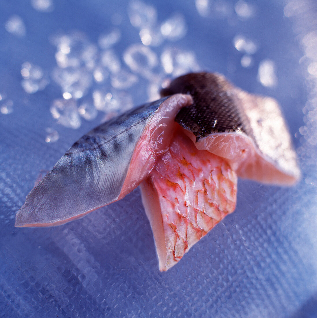 Drei kleine Fischfiletstücke: Makrele, Wolfsbarsch und Rotbarbe