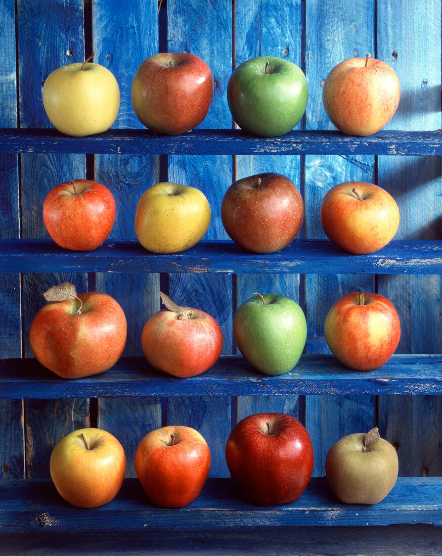 Verschiedene Apfelsorten auf blauem Regal
