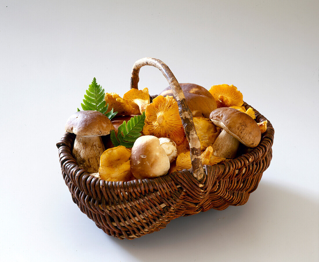 Basket of Cep and Chanterelle mushrooms