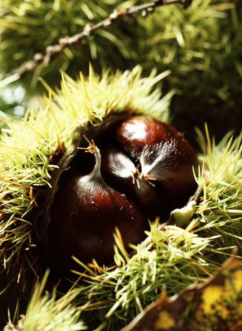 Chestnuts