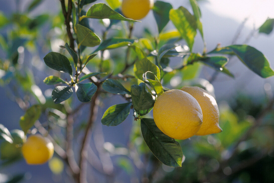 Zitronen am Zitronenbaum