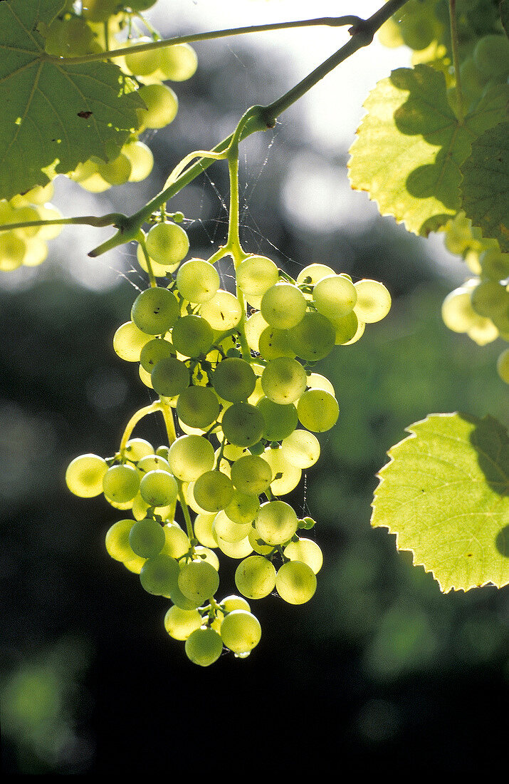 Bunch of white grapes on tree