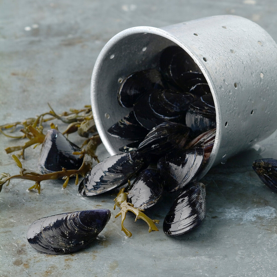 Mussels and bucket