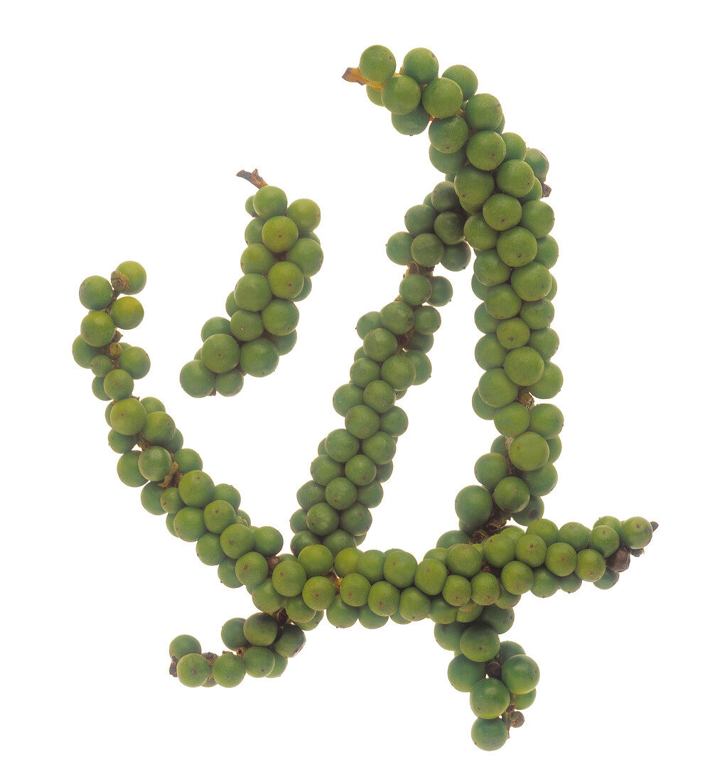 Green peppercorns on stalk