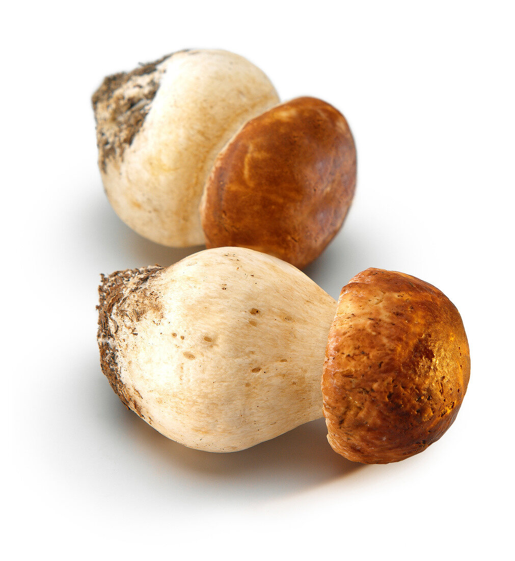 Cep mushrooms
