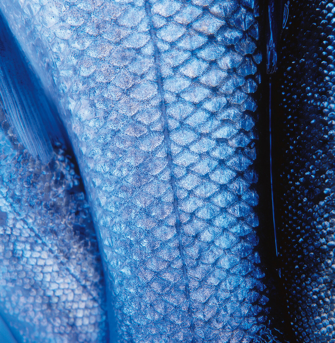 Blaue Fischhaut, Nahaufnahme