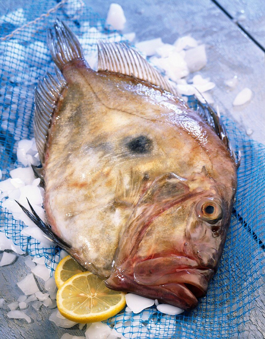 John Dory fish