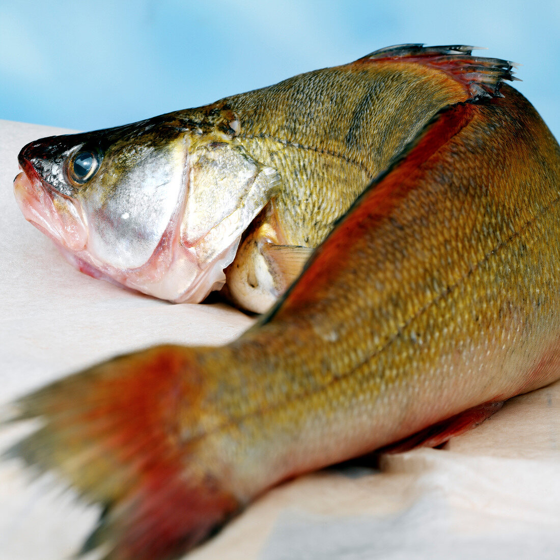 Fresh perch fish