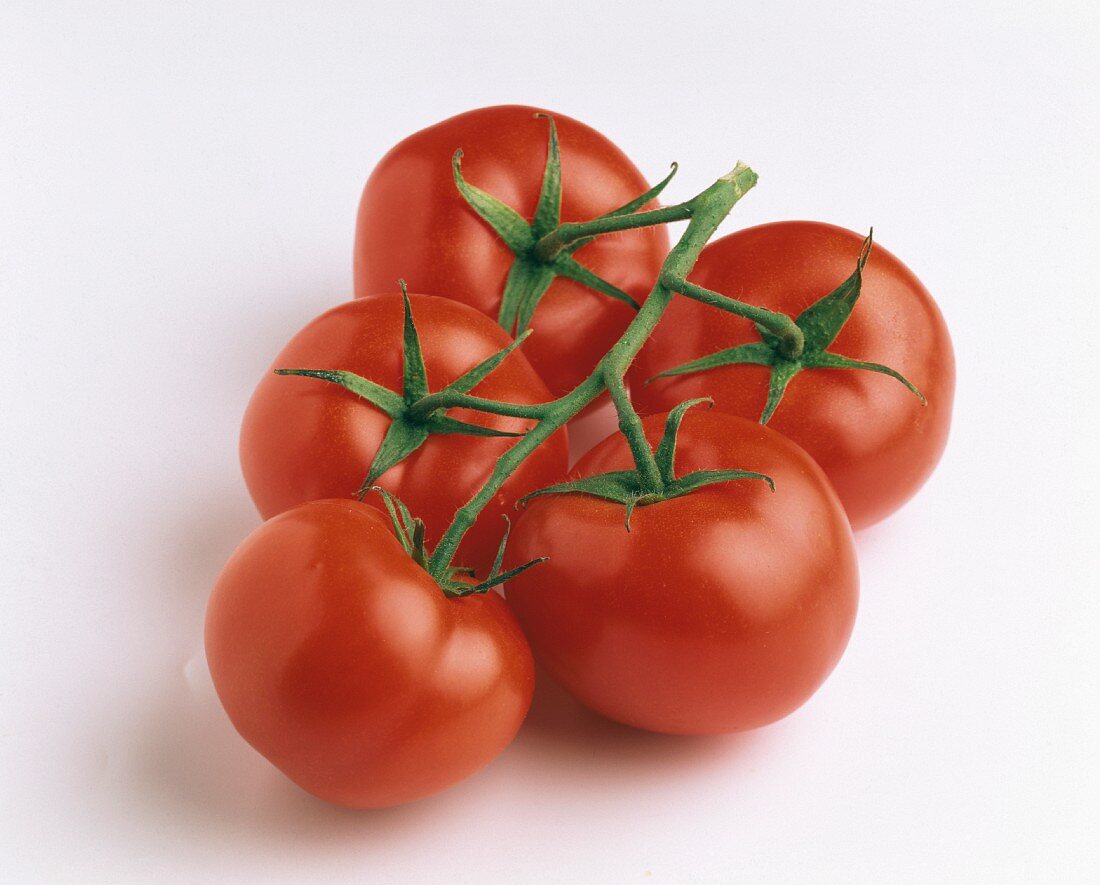 Frische Tomaten an den Rispen