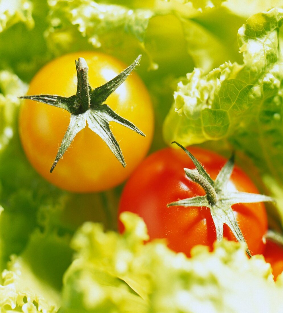 Gelbe und rote Tomate zwischen Blattsalat