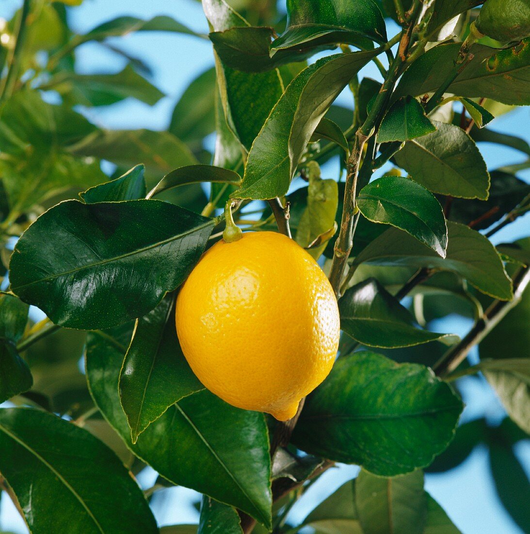 Lemon on the tree