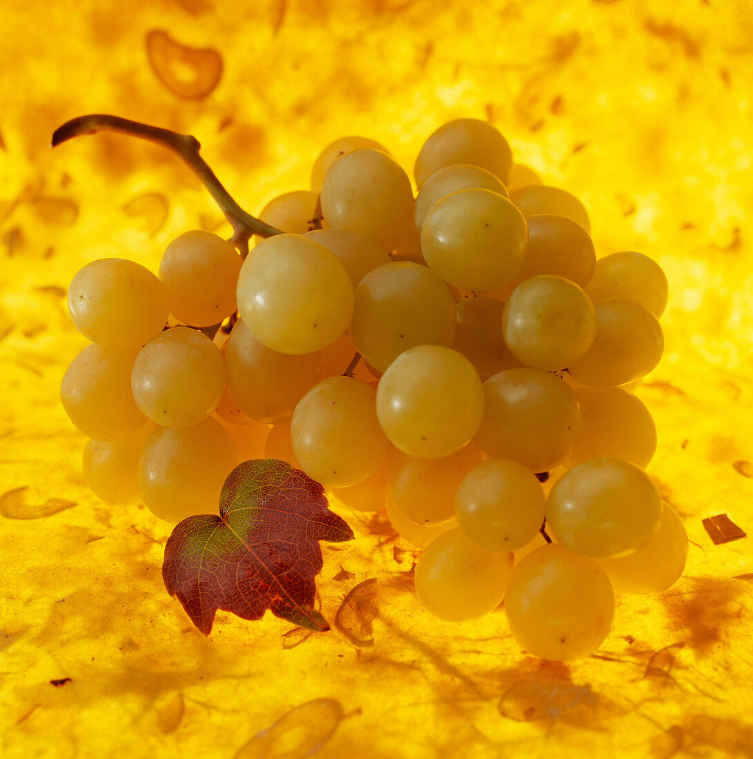 Weintrauben auf gelbem Untergrund